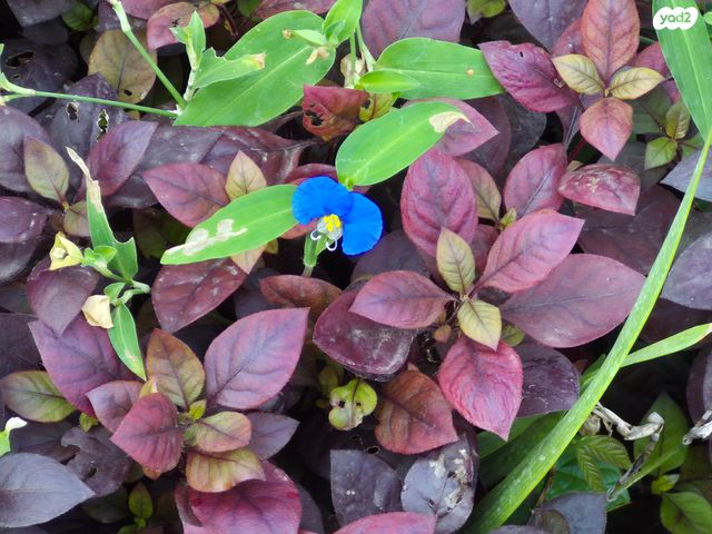 בית פרטי/ קוטג', מתן