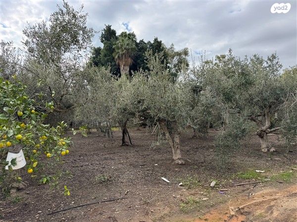 משק חקלאי/ נחלה