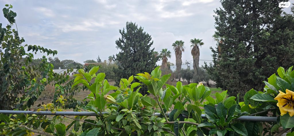 בית פרטי/ קוטג', שרונה