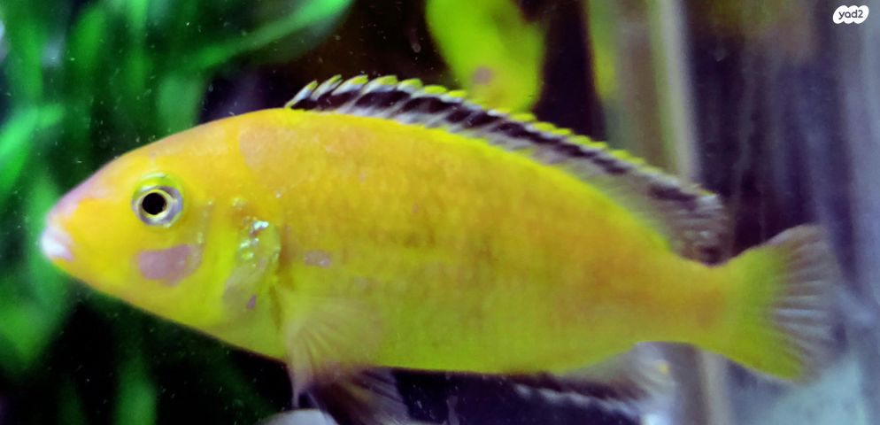 דג ציקלידים