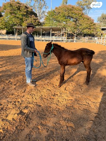 תמונת מודעה - חיות מחמד