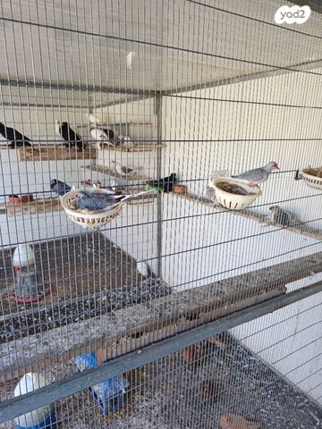 תמונת מודעה - חיות מחמד