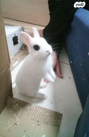 תמונת מודעה - חיות מחמד