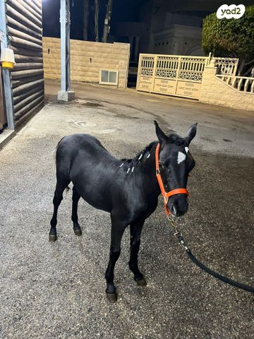 תמונת מודעה - חיות מחמד
