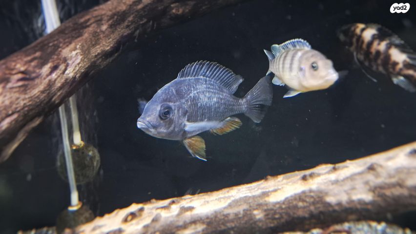 תמונת מודעה - חיות מחמד