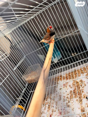 תמונת מודעה - חיות מחמד