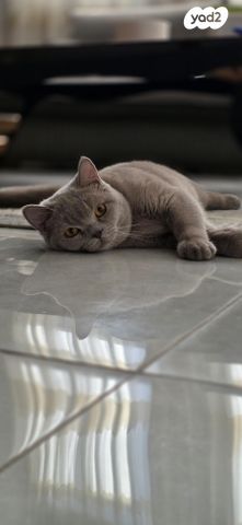 תמונת מודעה - חיות מחמד