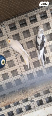 תמונת מודעה - חיות מחמד