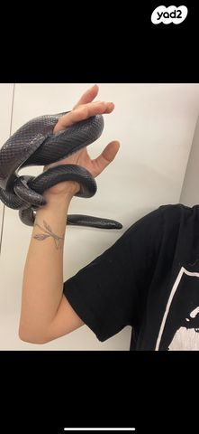 תמונת מודעה - חיות מחמד