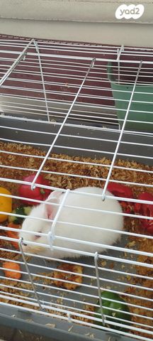 תמונת מודעה - חיות מחמד