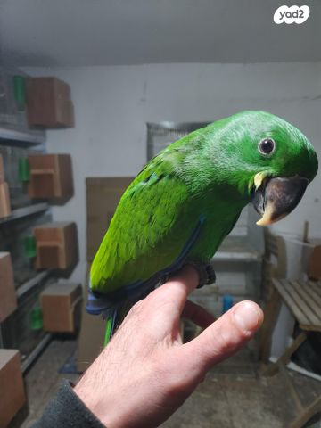 תמונת מודעה - חיות מחמד