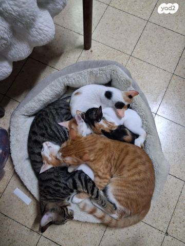 תמונת מודעה - חיות מחמד