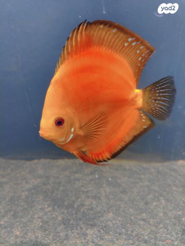 תמונת מודעה - חיות מחמד