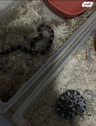 תמונת מודעה - חיות מחמד