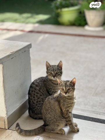 תמונת מודעה - חיות מחמד