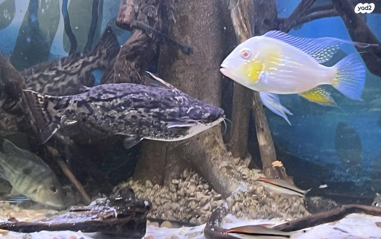 תמונת מודעה - חיות מחמד