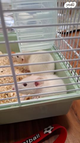 תמונת מודעה - חיות מחמד