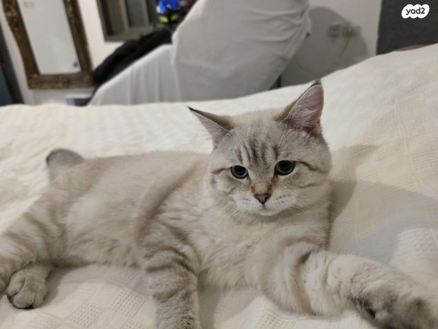 תמונת מודעה - חיות מחמד