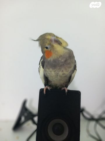 תמונת מודעה - חיות מחמד