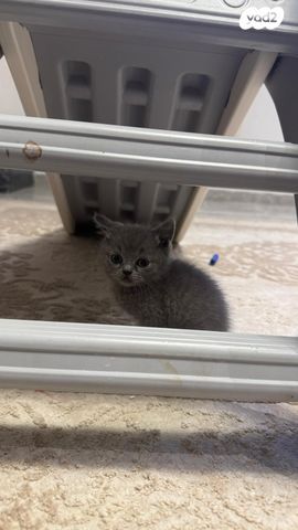 תמונת מודעה - חיות מחמד