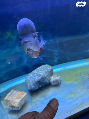 תמונת מודעה - חיות מחמד