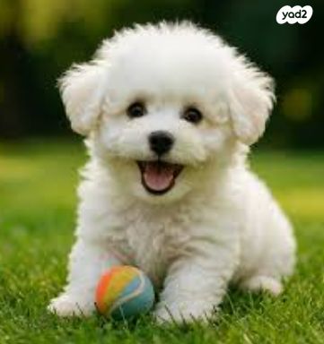 תמונת מודעה - חיות מחמד