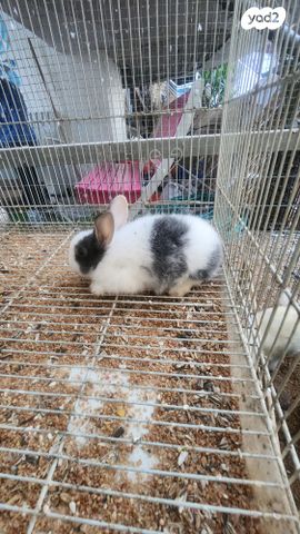 תמונת מודעה - חיות מחמד