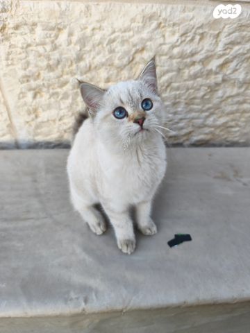 תמונת מודעה - חיות מחמד