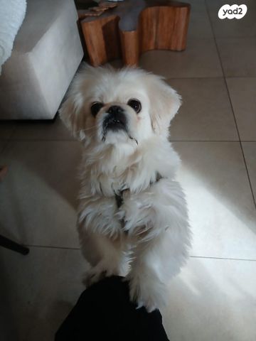 תמונת מודעה - חיות מחמד