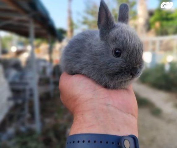 תמונת מודעה - חיות מחמד