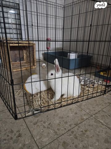 תמונת מודעה - חיות מחמד