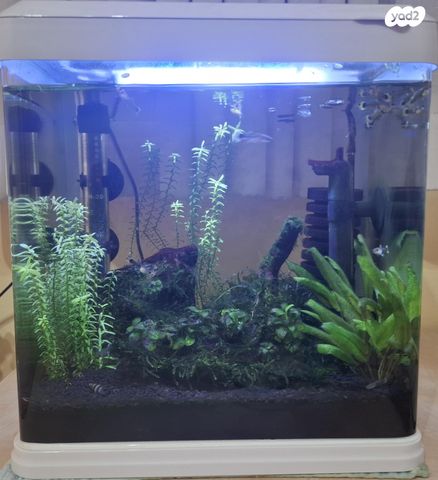 תמונת מודעה - חיות מחמד