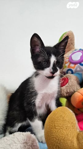 תמונת מודעה - חיות מחמד