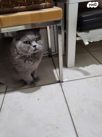 תמונת מודעה - חיות מחמד