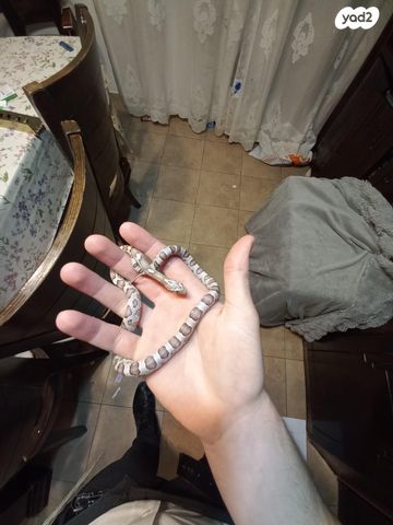 תמונת מודעה - חיות מחמד