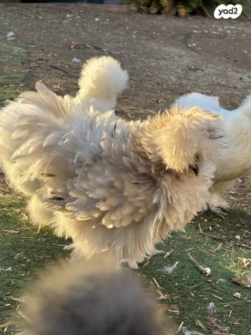 תמונת מודעה - חיות מחמד