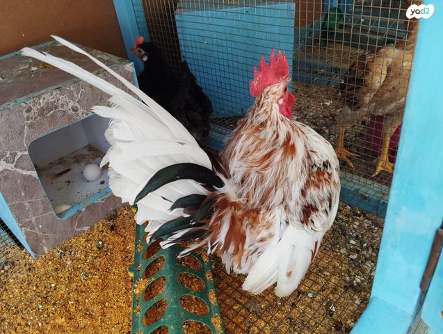 תמונת מודעה - חיות מחמד