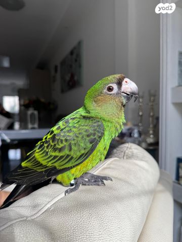 תמונת מודעה - חיות מחמד