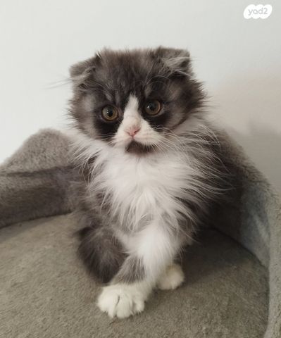 תמונת מודעה - חיות מחמד