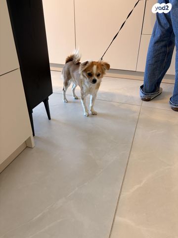 תמונת מודעה - חיות מחמד