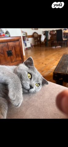 תמונת מודעה - חיות מחמד