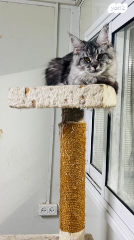 תמונת מודעה - חיות מחמד