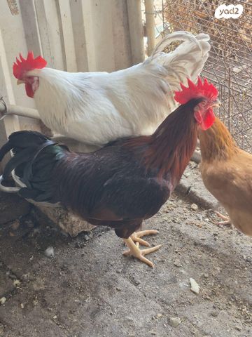 תמונת מודעה - חיות מחמד