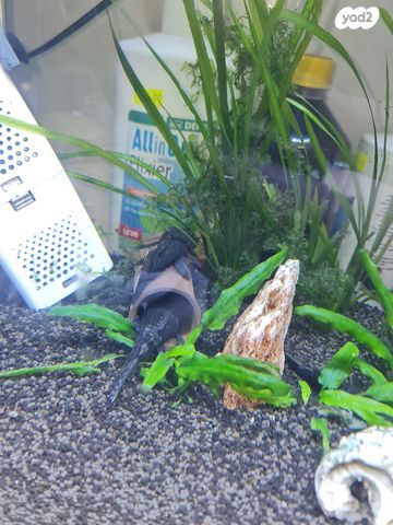 תמונת מודעה - חיות מחמד