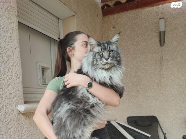 תמונת מודעה - חיות מחמד