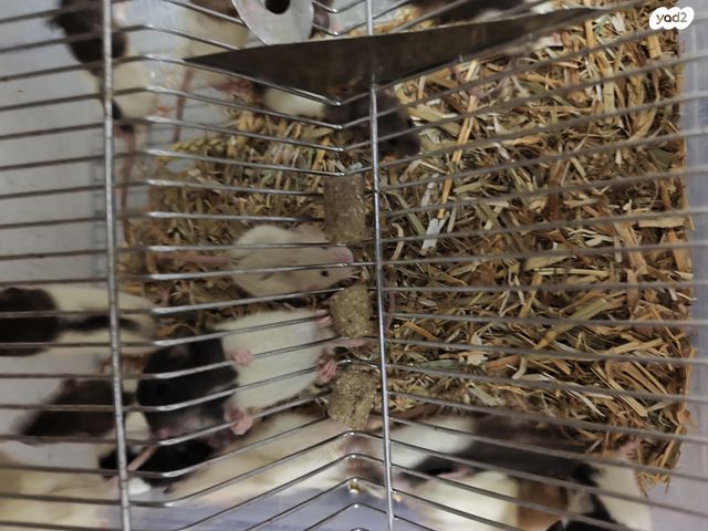 תמונת מודעה - חיות מחמד