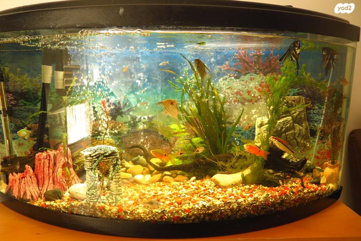 תמונת מודעה - חיות מחמד