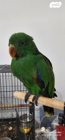 תמונת מודעה - חיות מחמד