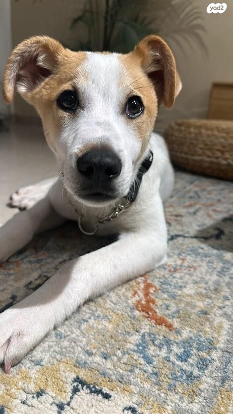 תמונת מודעה - חיות מחמד