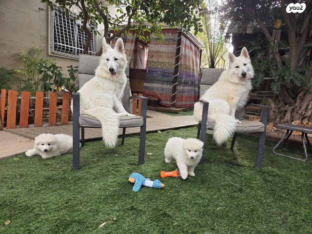 תמונת מודעה - חיות מחמד